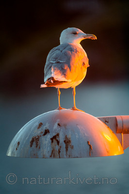 BB 13 0416 / Larus argentatus / Gråmåke